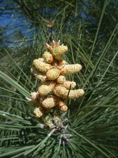 Pinus coulteri Male